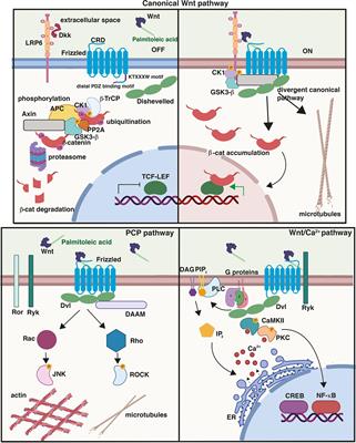 A Role for Frizzled and Their Post-Translational Modifications in the Mammalian Central Nervous System